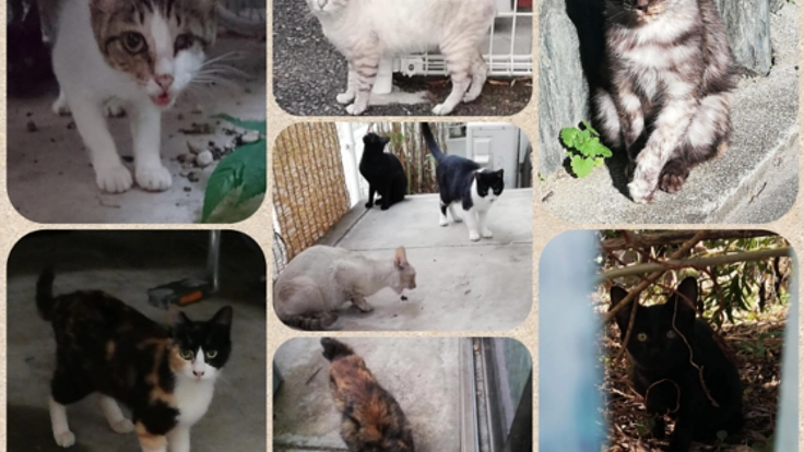 捨て猫・野良猫達に避妊・去勢をし、里親探しをしていきたい
