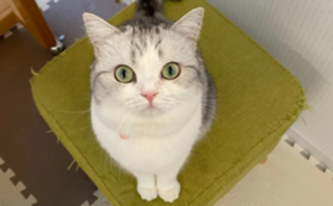 お気軽応援コース