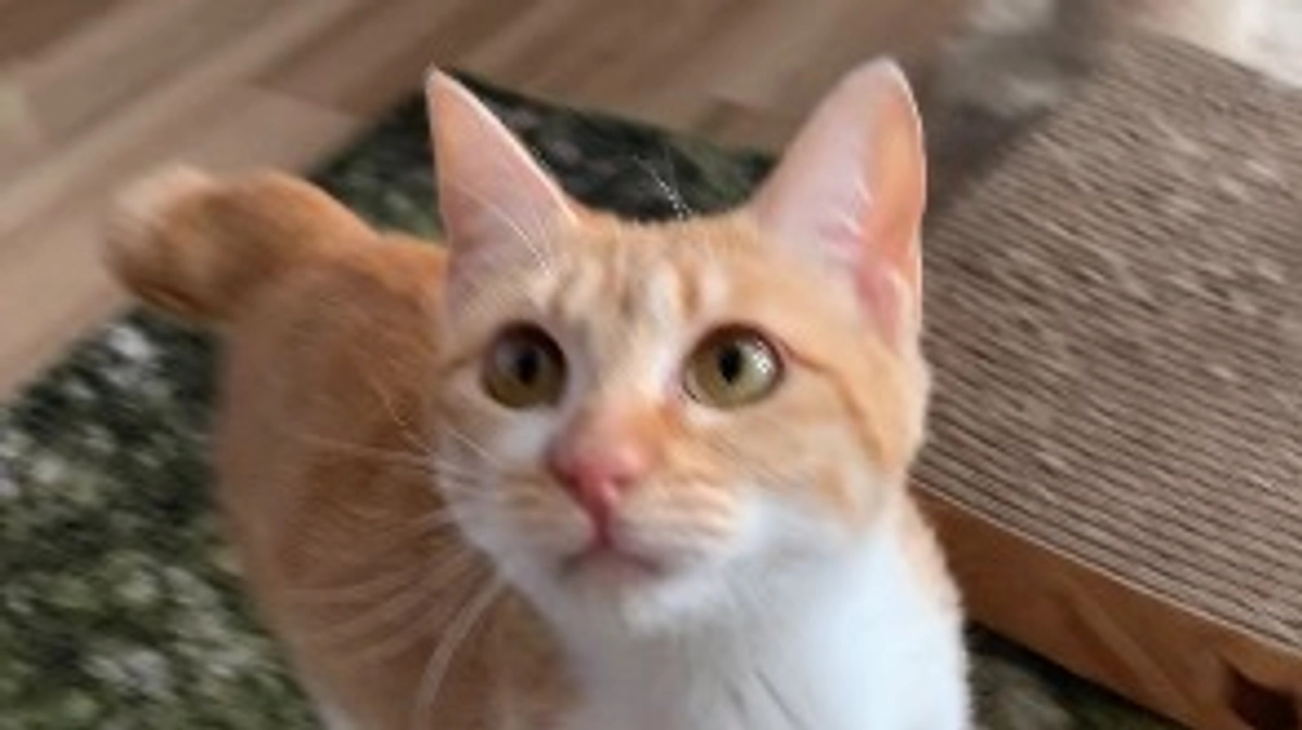 投薬71日目（プロジェクト開始31日目）