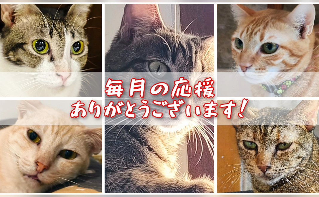 ご飯1日分サポート