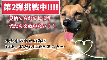 【緊急支援】犬たちの幸せの為に、いま、私たちにできること