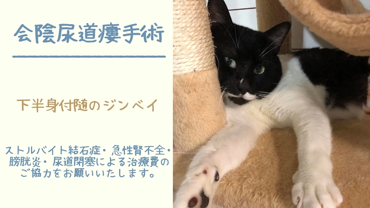 下半身不随で尿道閉塞、急性腎不全でも必死に生きる甚平の治療費を