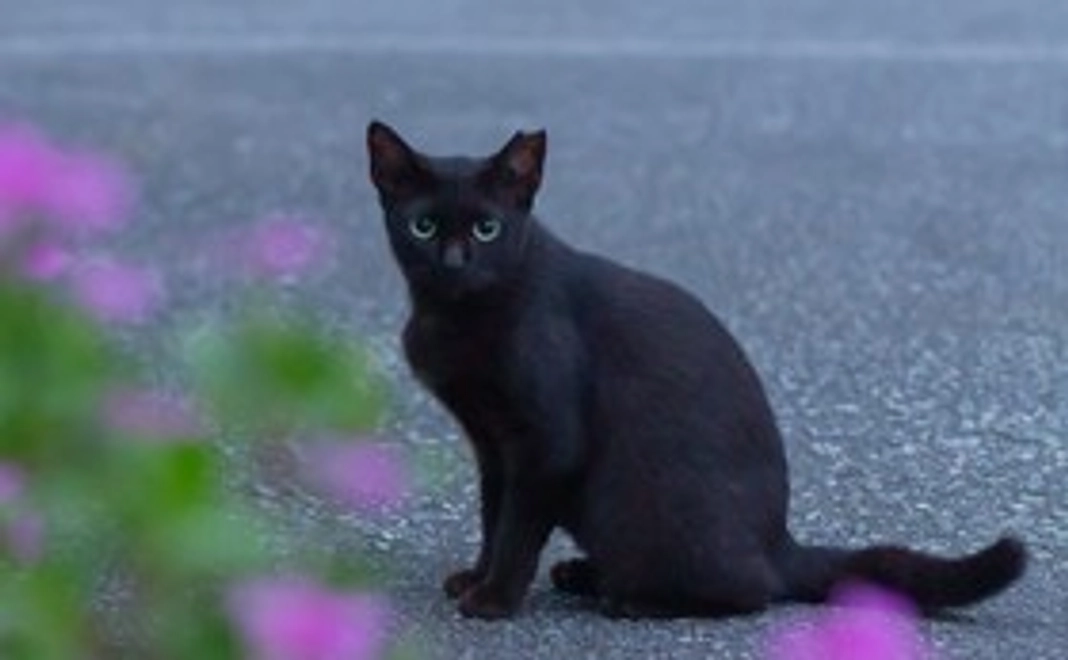 活動報告メール　～1,000円ご寄付～