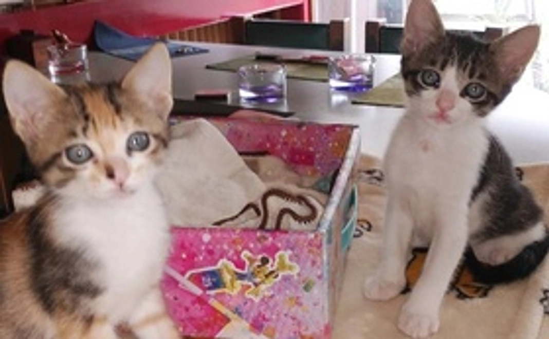 毎月2,222円応援コース