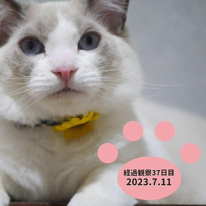 経過観察37日目(2023.7.11)