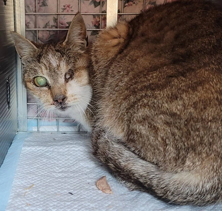 最大限できることを　～　豆子ちゃんの話