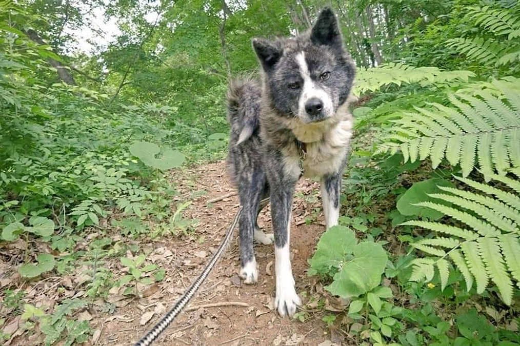新しい家族を募集中！秋田犬の海斗くん