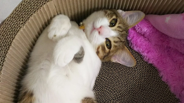 ハルを助けたい!致死率99%のFIP(猫伝染性腹膜炎ドライ後期)