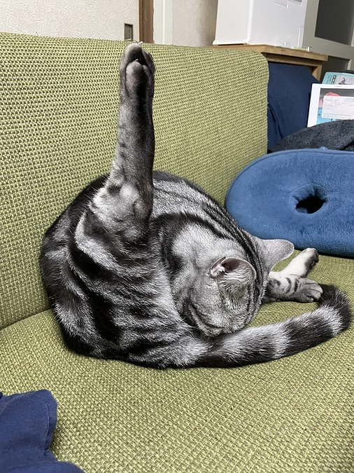 本日の銀時(投薬残り9日)