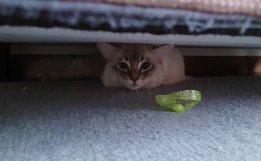 感謝のメールとラテの写真