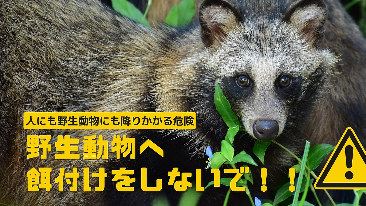 【知ってほしい10のこと｜その9】野生動物へ餌付けをしないで!人にも野生動物にも降りかかる危険