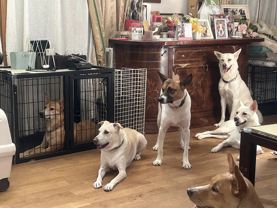 【あと6時間！ネクストゴールまであと22万円！】犬のテリトリー意識について