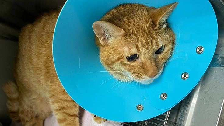 肥大型心筋症と闘病中の8歳の愛猫れつを助けてください。