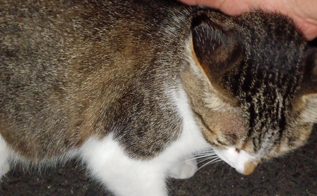 野良猫達だって、お腹も空きます！人間の愛も欲しいです、餌代のご支援をお願い致します。ご支援の感謝のメールを送り致します