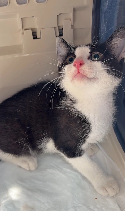 新しい子猫がやってきました。