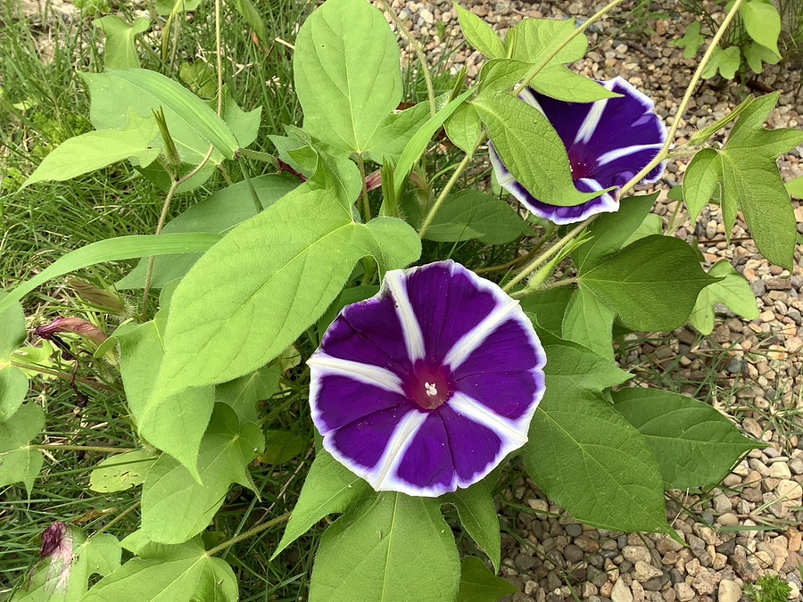 頑張っている保護者のために