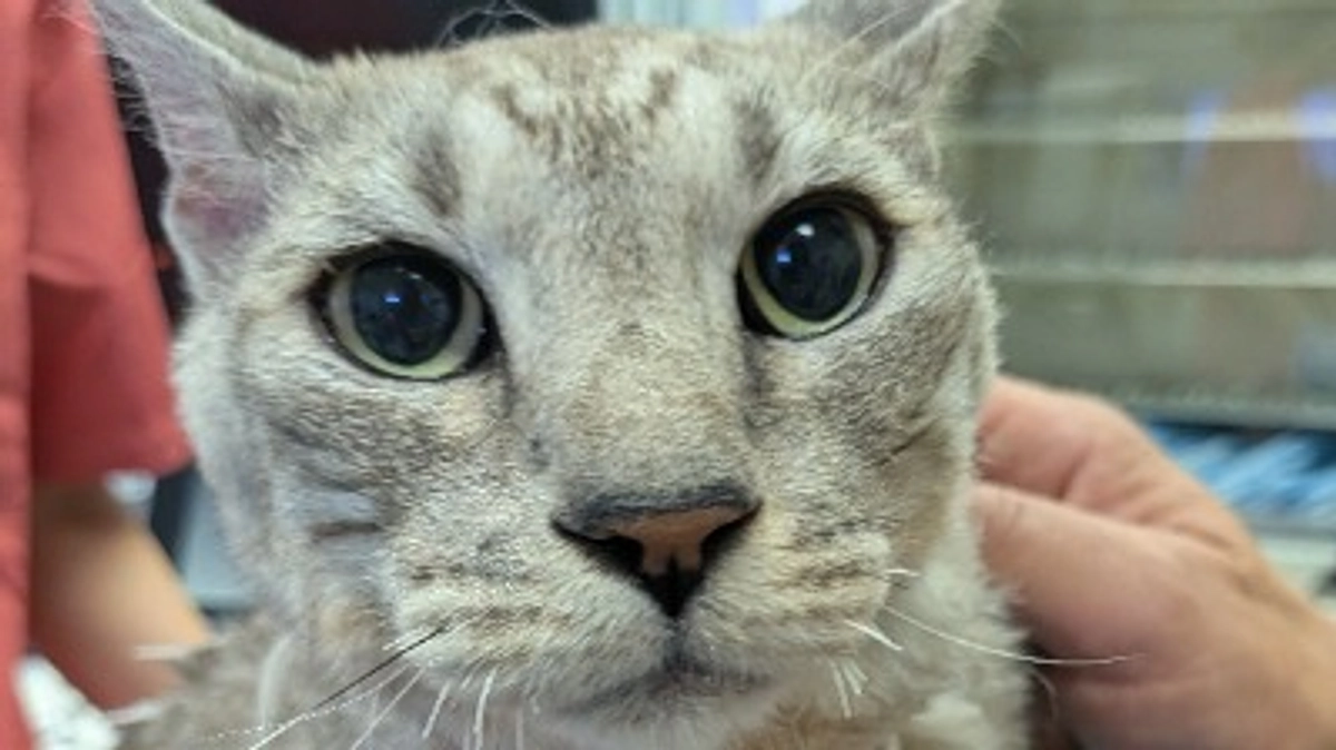 １０／１ルーチェの治療