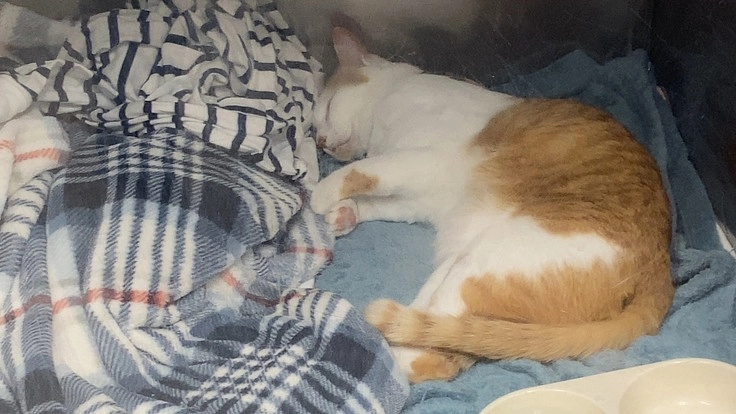 心筋症、血栓症と闘うキバに力を貸してください