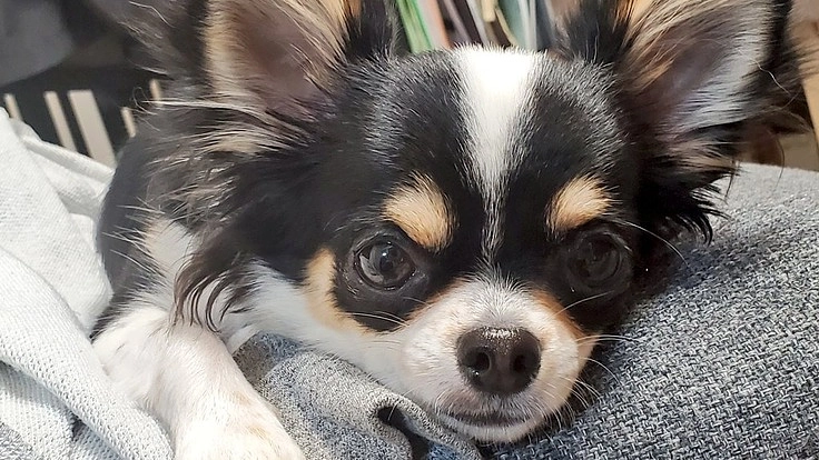 【門脈シャントのはなまるちゃんにお力をお貸しください。】