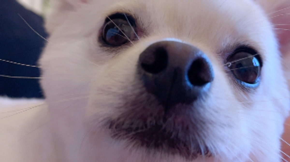 残り23日🆘ご報告とお願い🆘