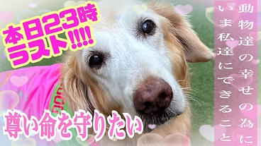 【SOS】どんな命も尊い命。行き場を失った犬達を守り続けるために！ のトップ画像