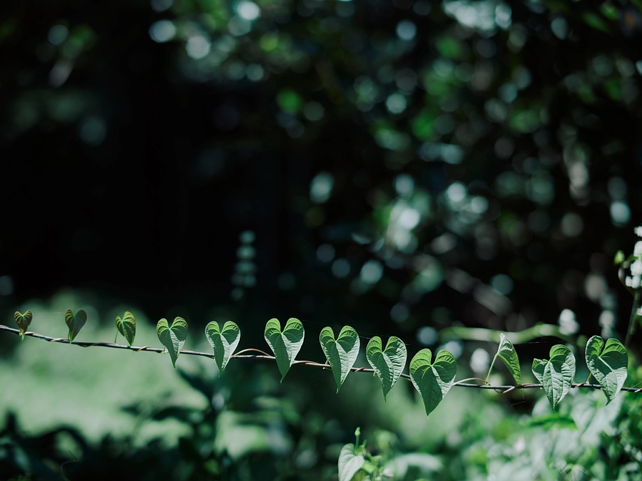 ヨガを始めたきっかけ