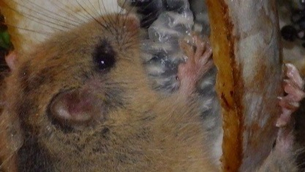 🐾いきものフィールド日記 No.3  ~ヤマネのごはんアケビ~