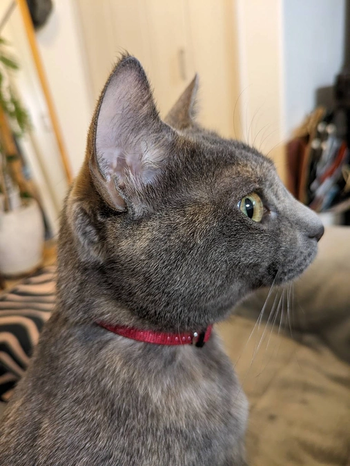 預かりボランティアさん