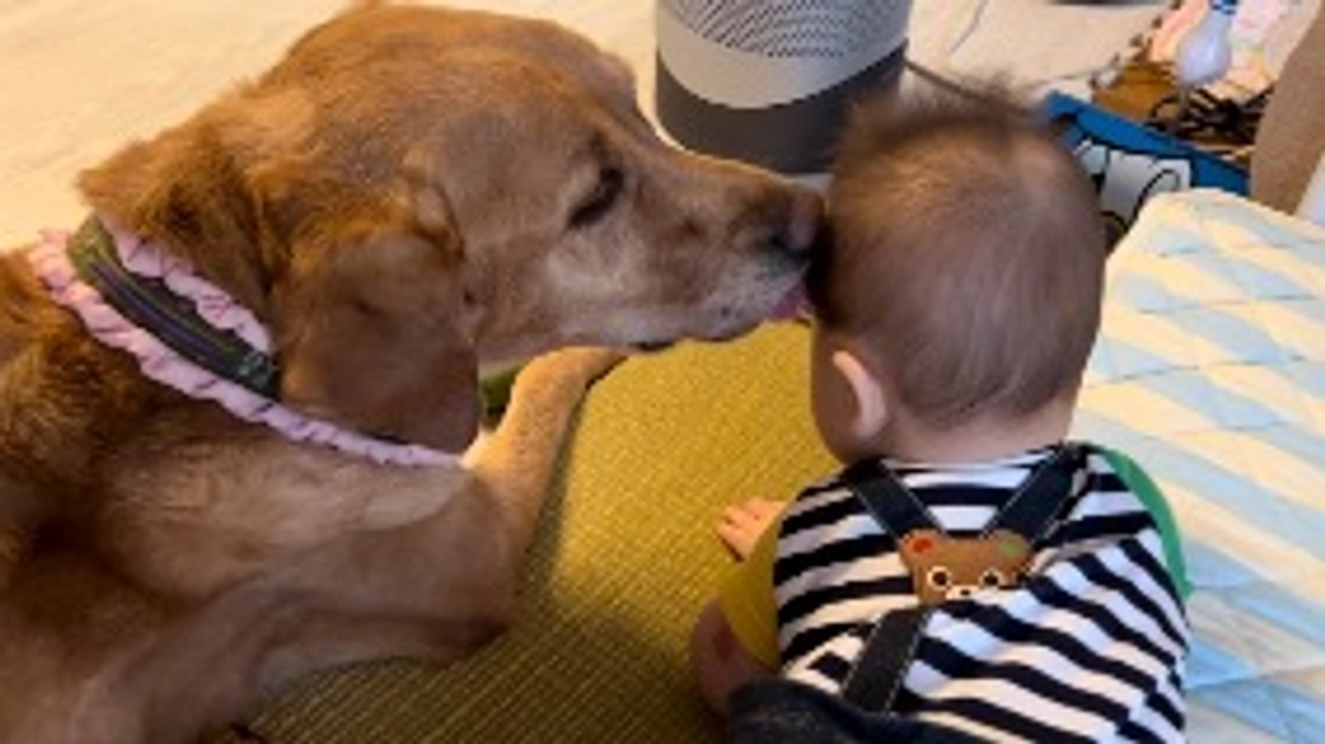 早く食べれるようになったら良いな。
