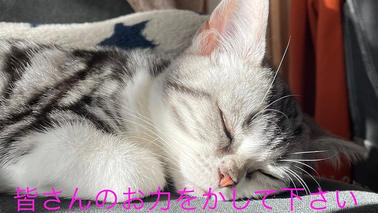 【FIP】どうしても救いたい命！治療費のご協力お願いします！