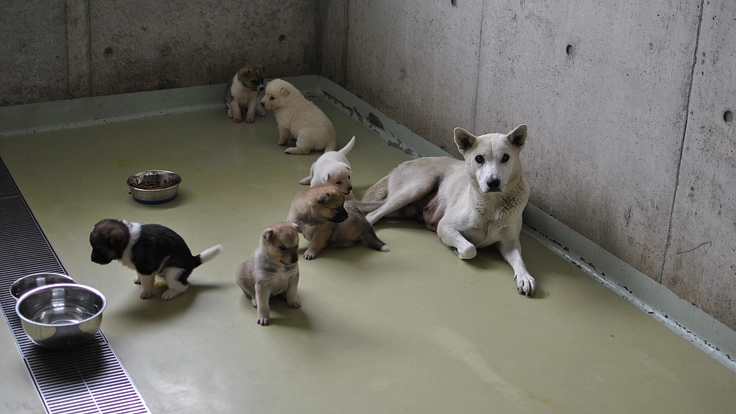 聞こえる犬猫達のSOS。一刻を争う保護ハウス開設にご支援を 7枚目