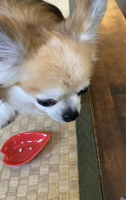 おくすり飲めたよ🐶