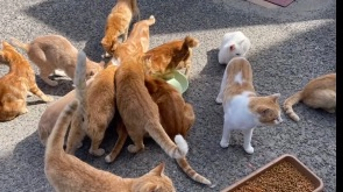 ハイジさんの応援、拡散よろしくお願いいたします！！