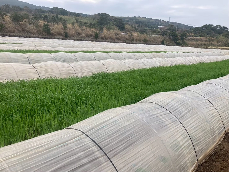 五島 かぼちゃ出張