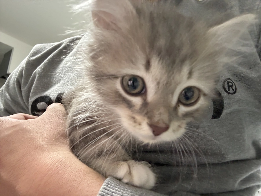 クラウドファンディングスタート