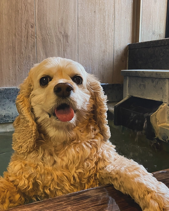 最後ご支援のお願いです