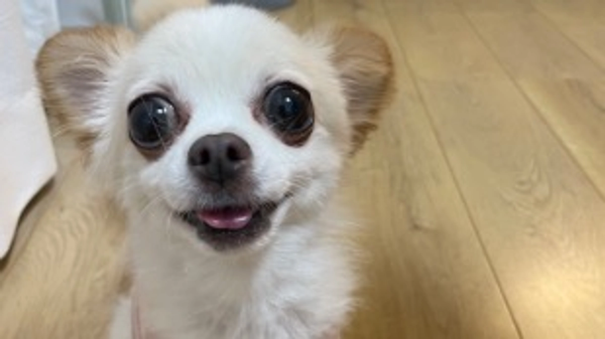 今日のラムちゃん🐶