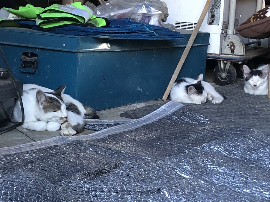 避妊手術が完了した順に報告させていただきます。