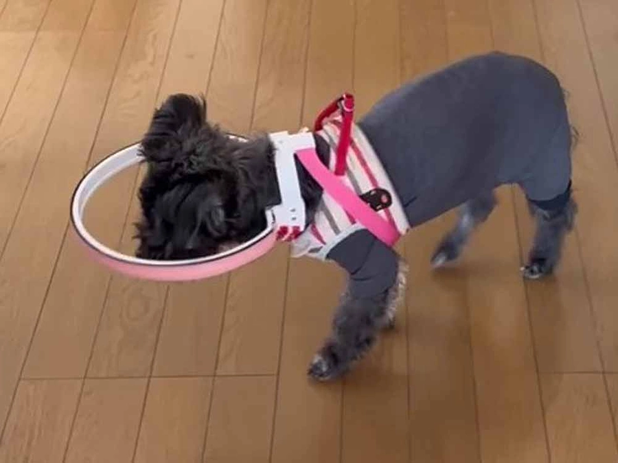 ミックス犬のナナちゃんは修理しながら長く使っていただいてます！