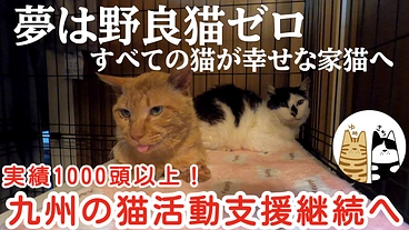 年間1,000頭以上の支援実績！九州の猫活動支援を継続させたい！ のトップ画像