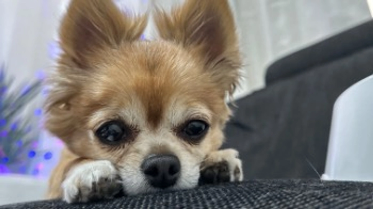 てっての可愛さ詰め込みました【活動報告11日目】