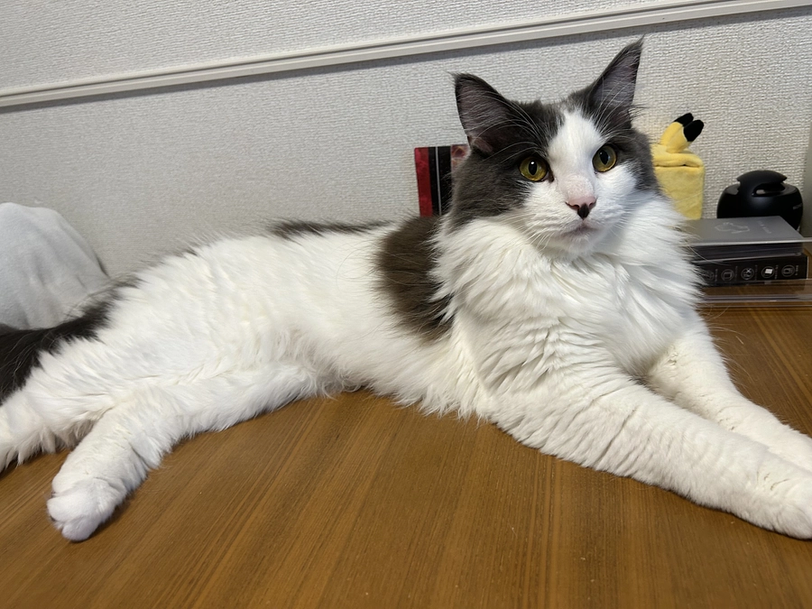 残り58時間🙇‍♀️🙇‍♀️💦どうかお力お貸しください🙇‍♀️