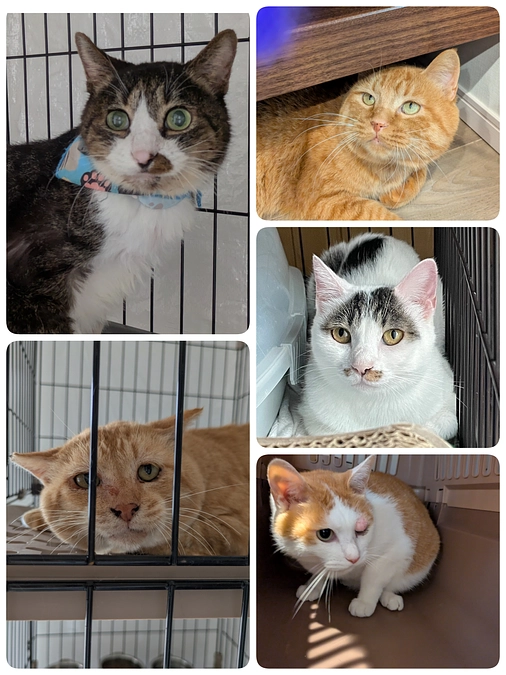 5匹の医療について