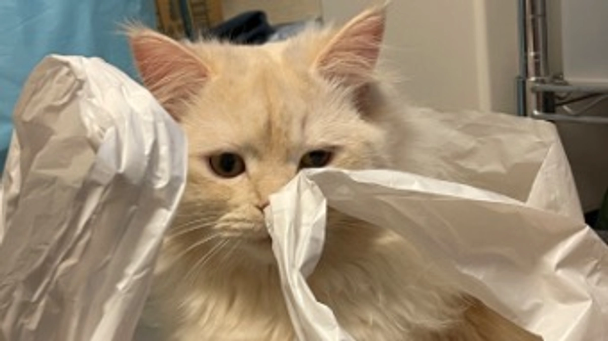 今日のトキ☀️