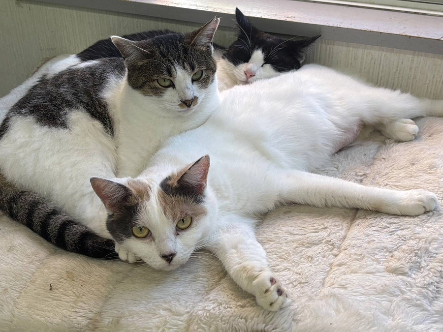 11月22日 わんわんにゃんにゃんの日