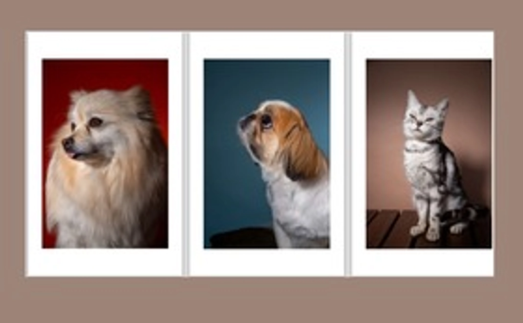 【保護犬猫の可愛いポストカードセット】