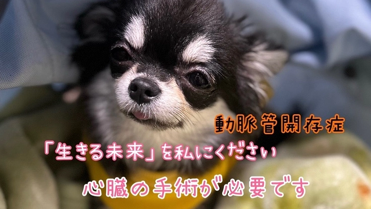 元保護犬 デイジーの手術費用のご支援をお願いいたします