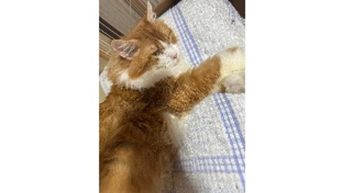 4回目の抗がん剤治療先送り