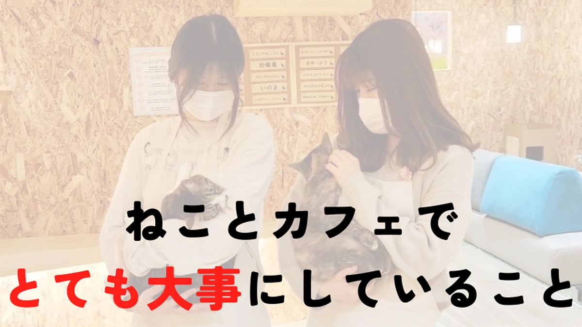 オトナ猫の譲渡の好循環とねことカフェで重要にしていること