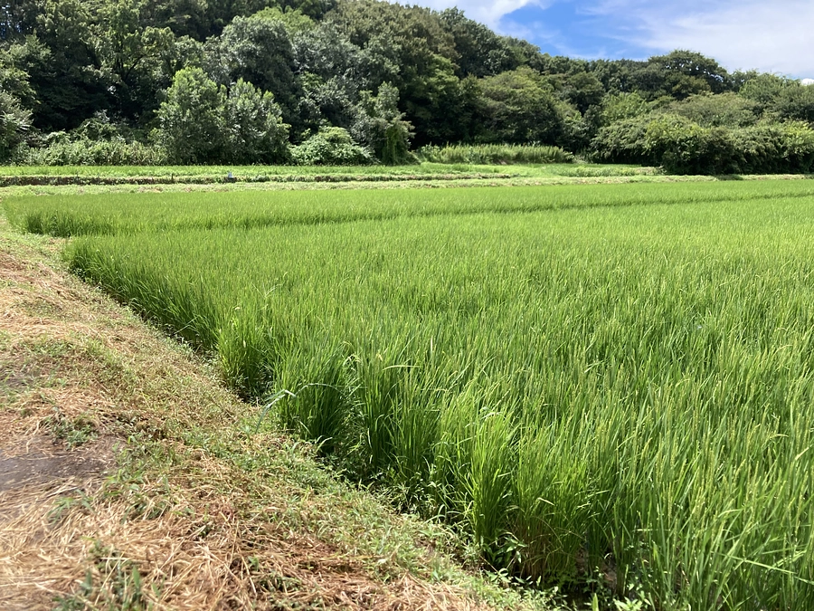 2023年8月23日　二十四節気 処暑　七十二候 綿柎開（わたのはなしべひらく）